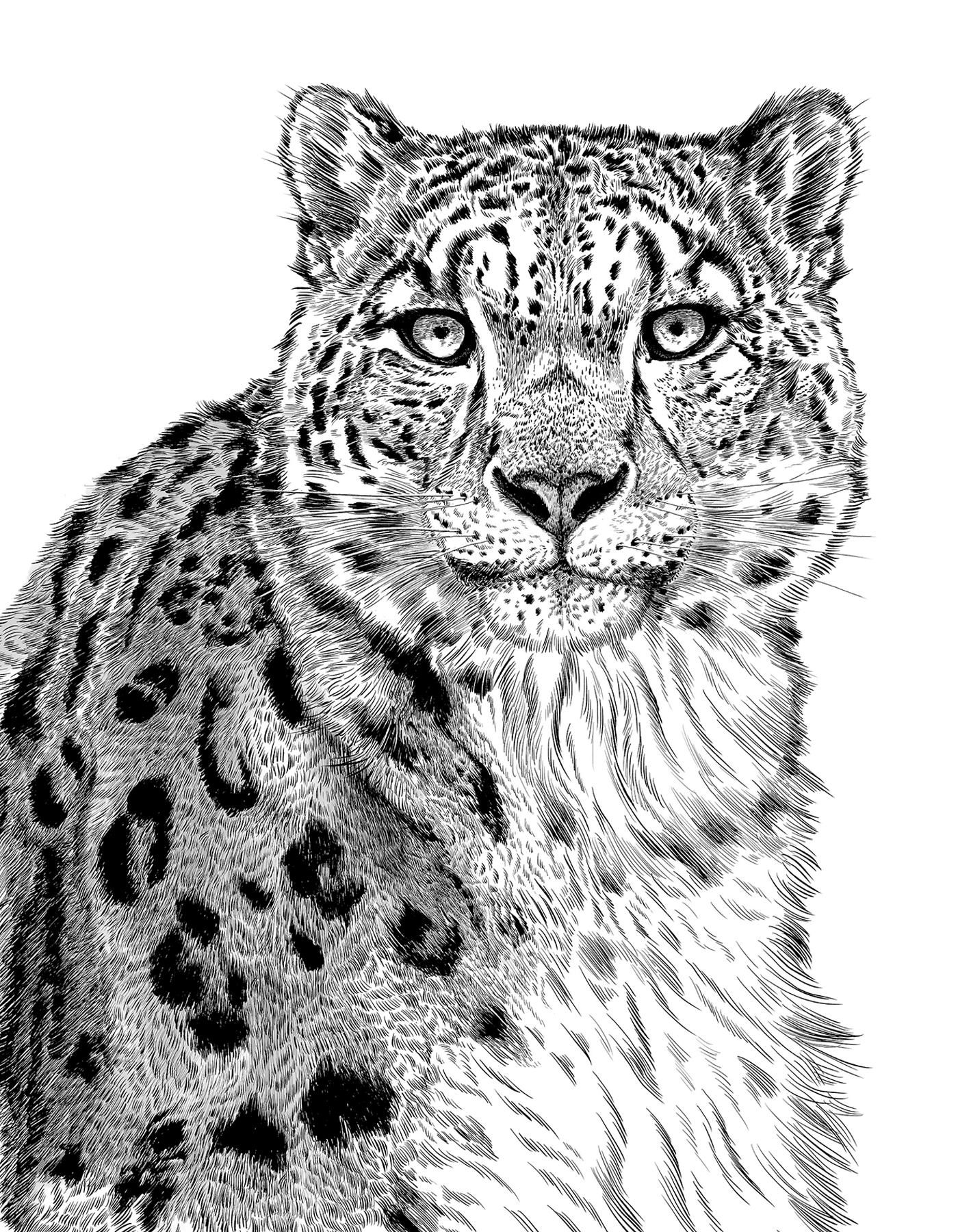 動物のイラスト画像。ユキヒョウがモノクロで描かれている。