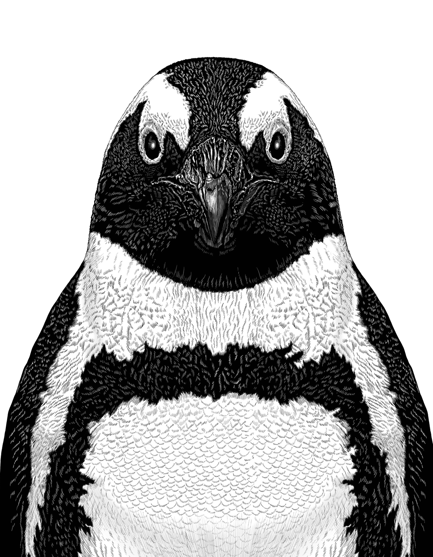 動物のイラスト画像。ケープペンギンがモノクロで描かれている。