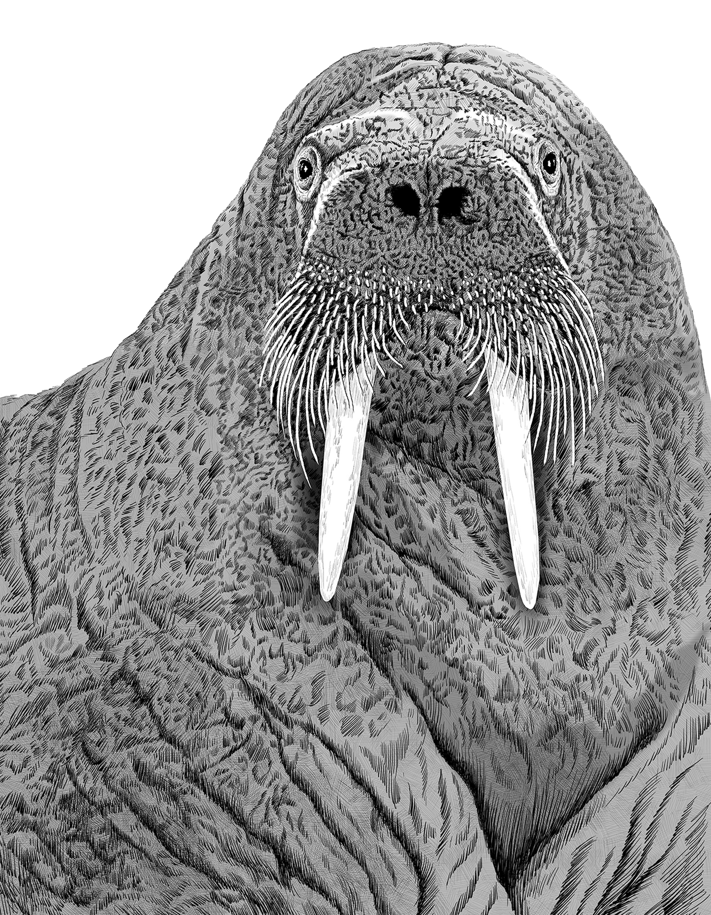 動物のイラスト画像。セイウチがモノクロで描かれている。