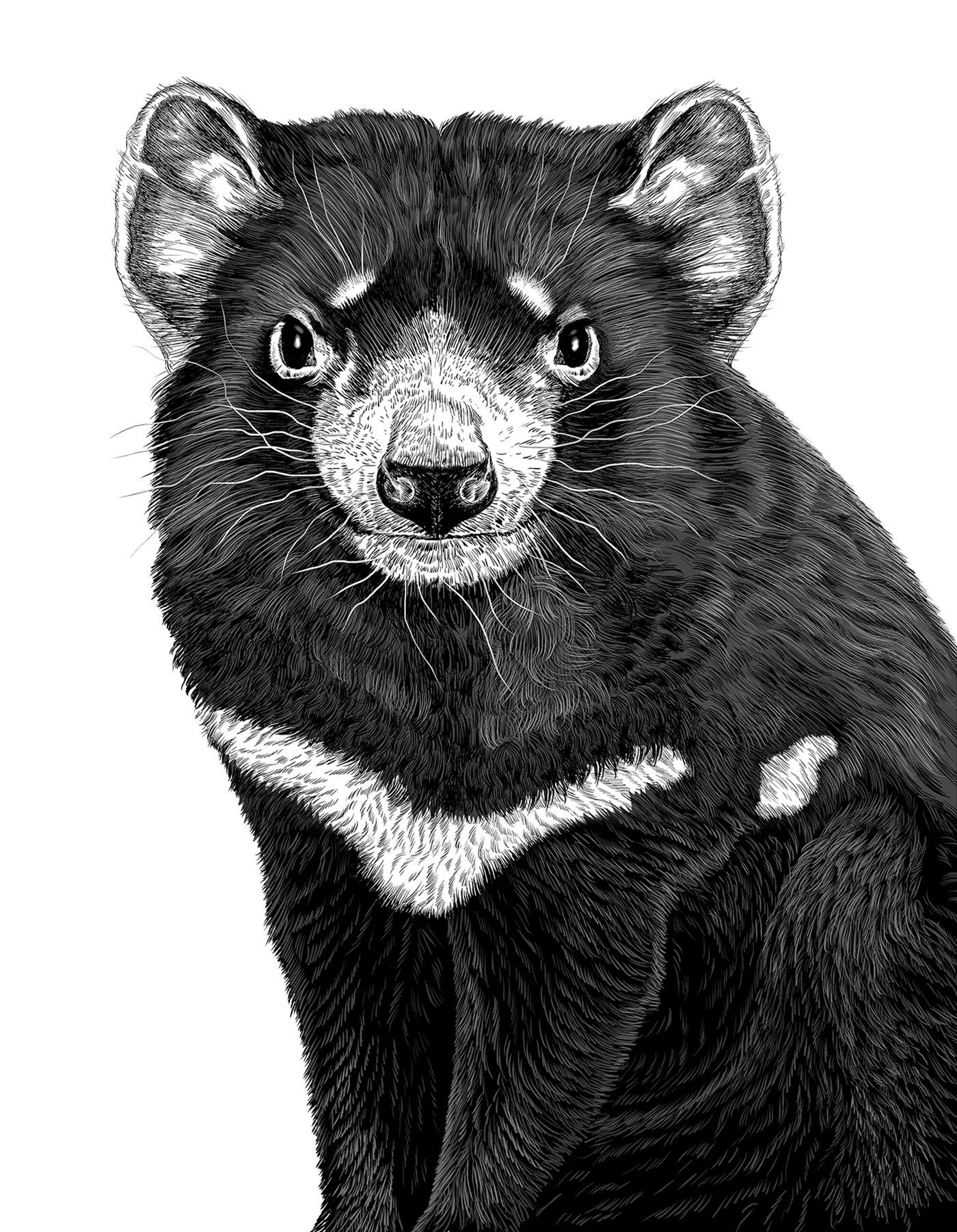 動物のイラスト画像。タスマニアデビルがモノクロで描かれている。
