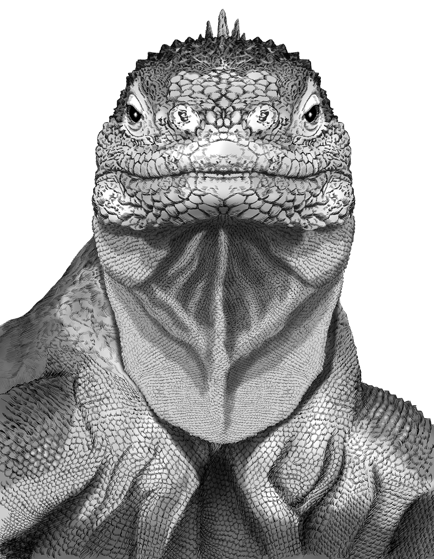 動物のイラスト画像。ガラパゴスオカイグアナがモノクロで描かれている。