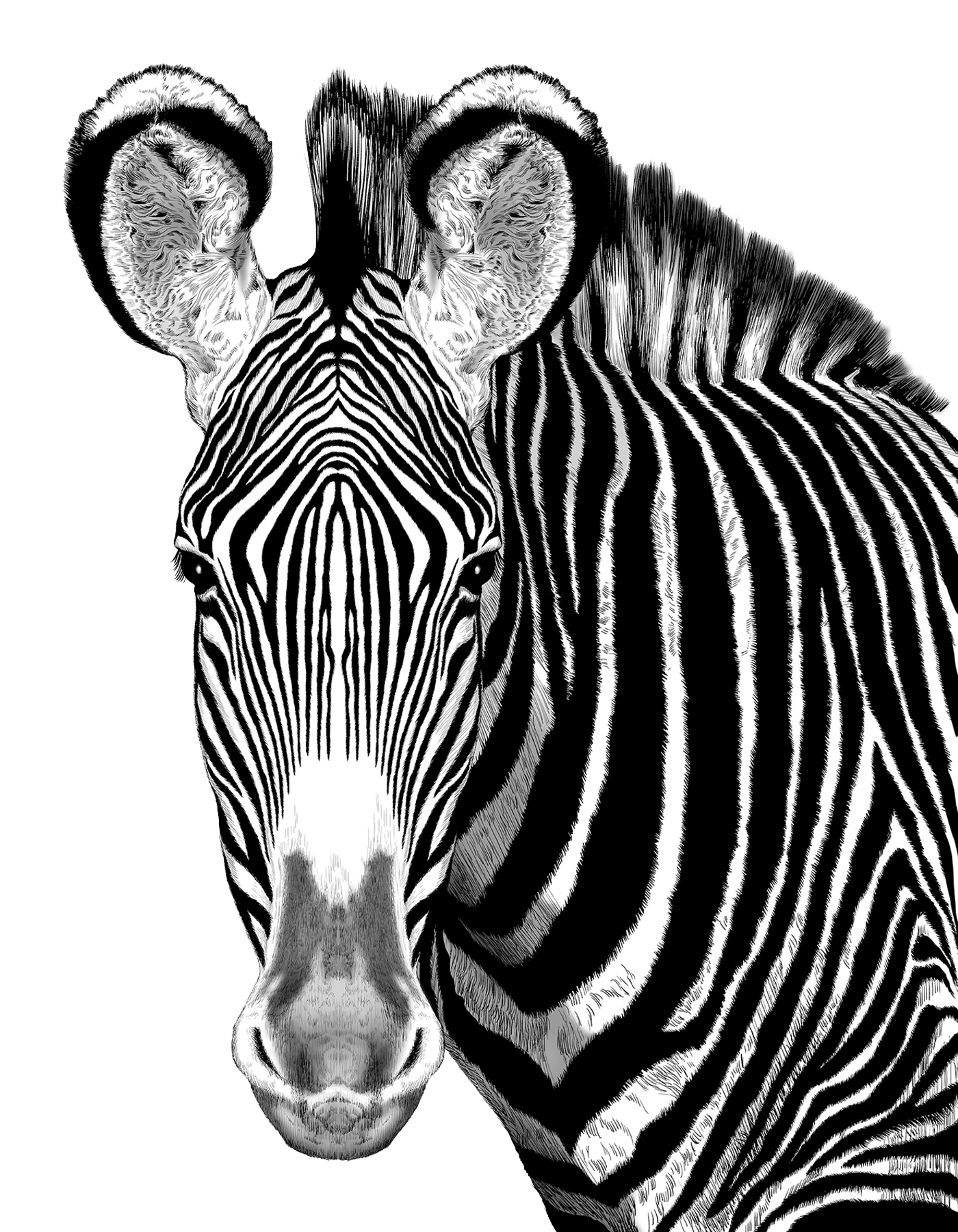 動物のイラスト画像。グレビーシマウマがモノクロで描かれている。