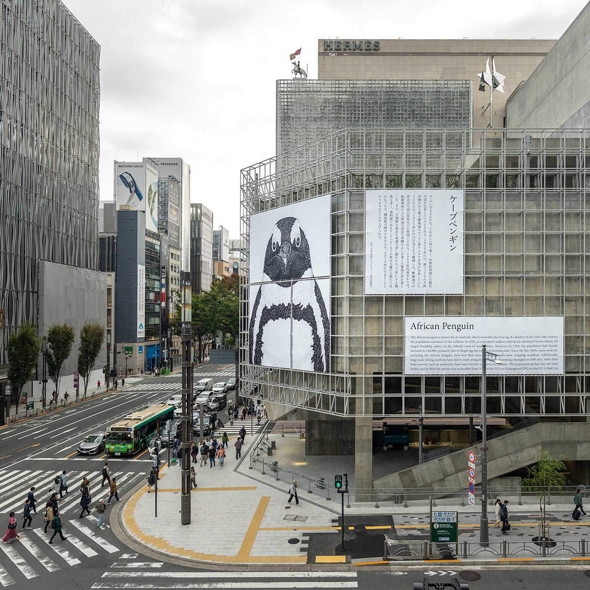 ケープペンギンの幕。