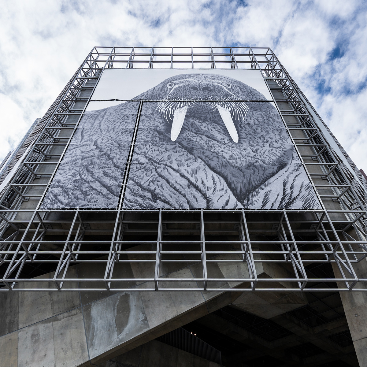 セイウチの幕。