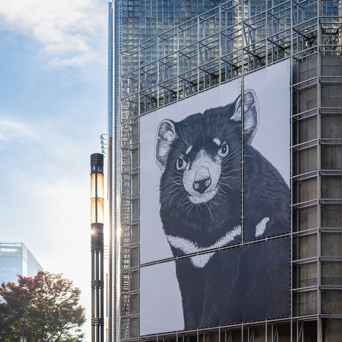 タスマニアデビルの幕。