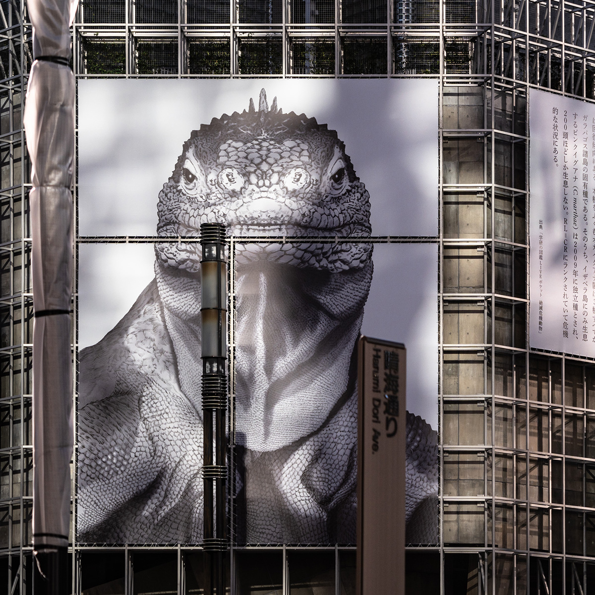 ガラバゴスオカイグアナの幕。