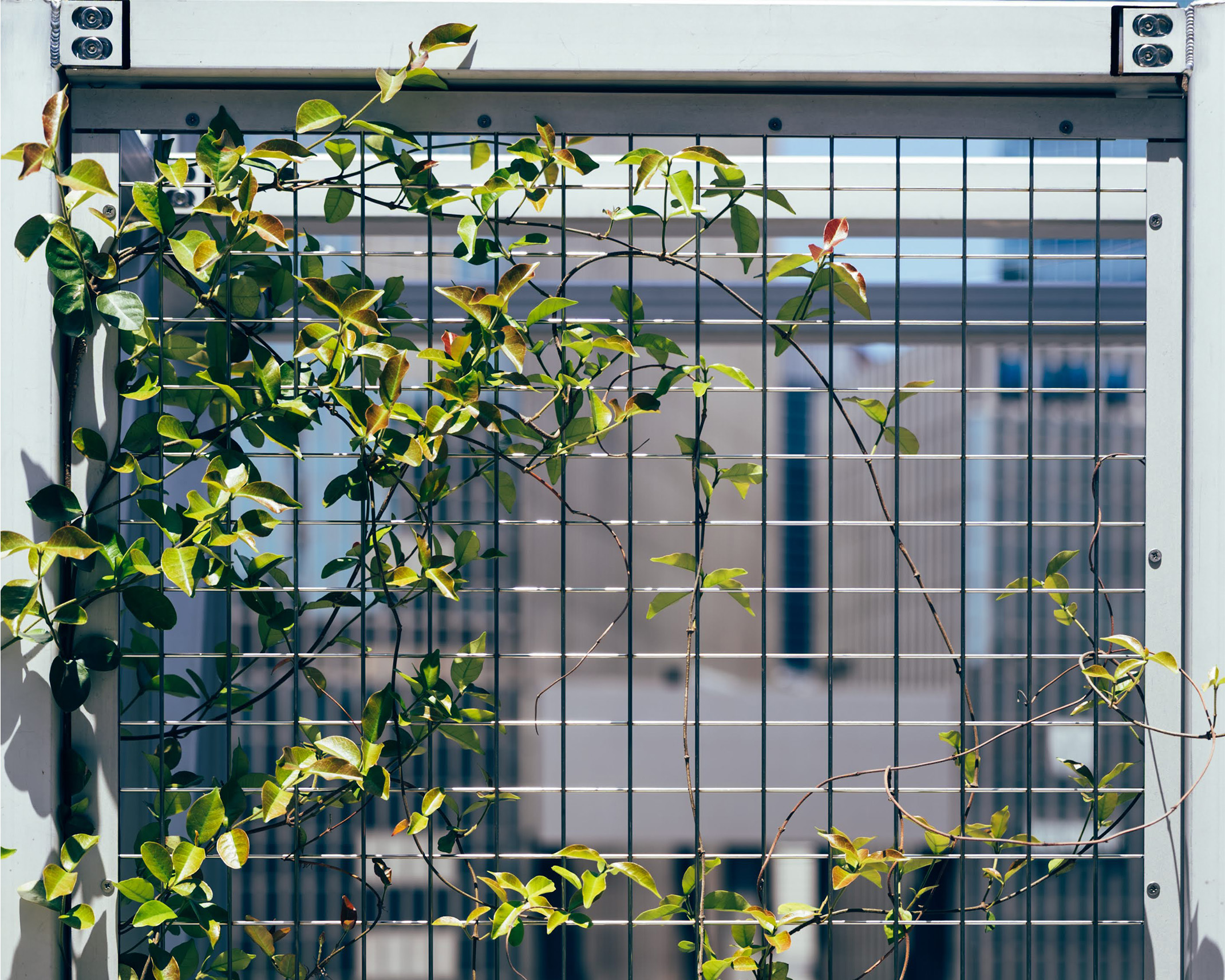 金属製の格子に絡まる緑のツタ植物。背景にはオフィスビルの窓や都市の風景がぼんやりと映っている。