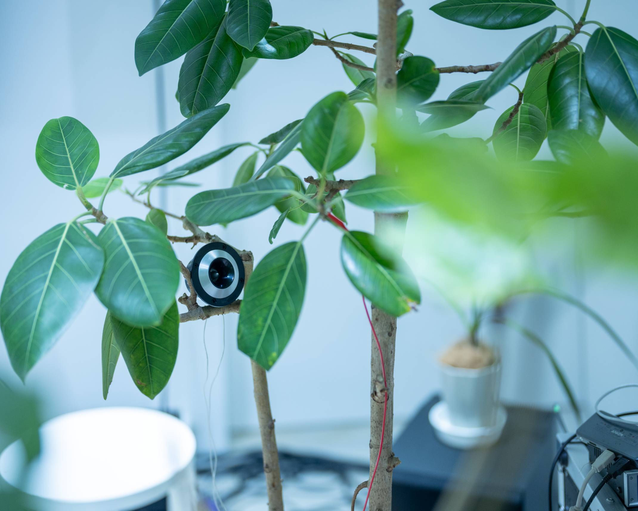 展示の様子。植物にセンサーが取り付けられている。