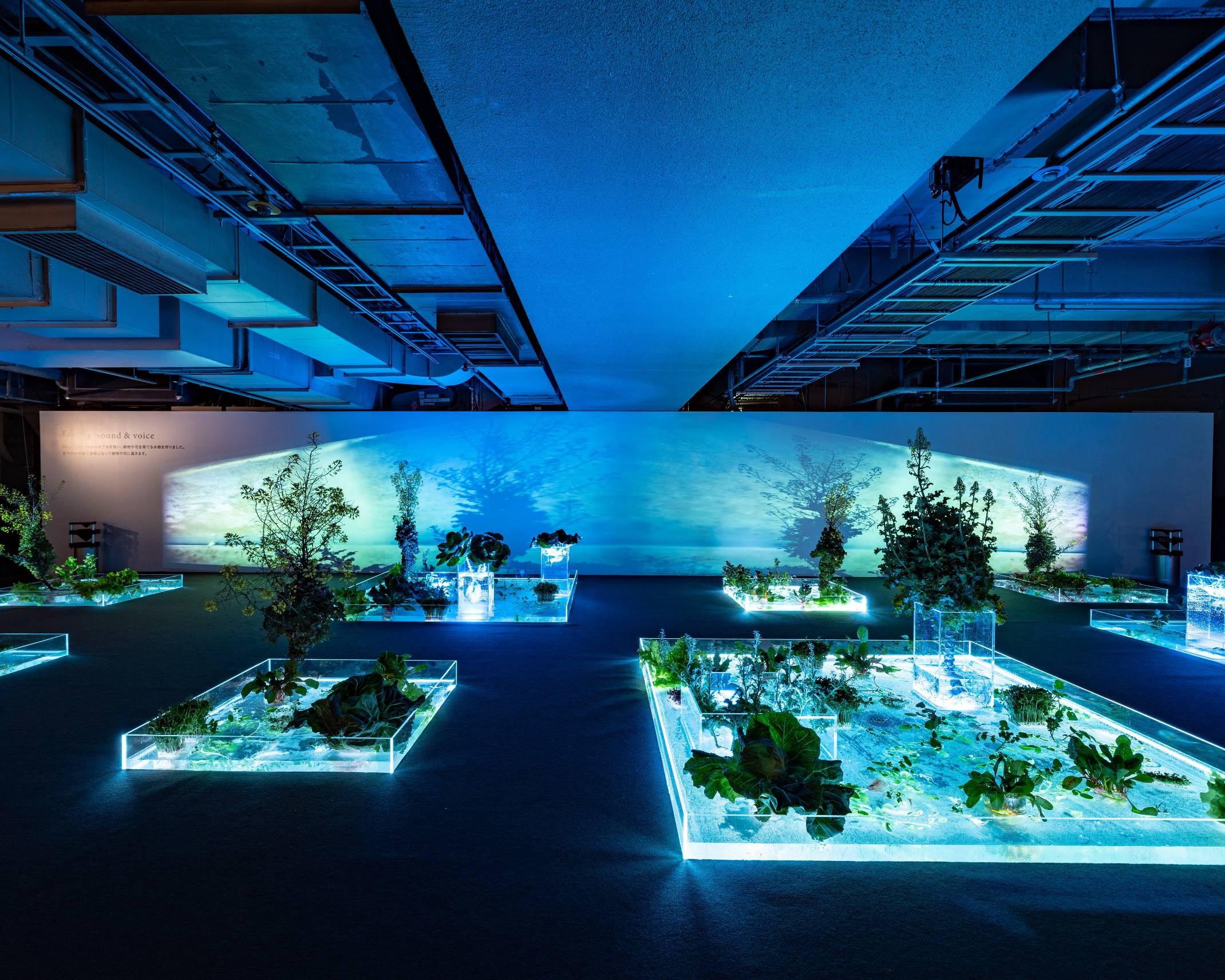 展示の様子。地下フロアで植物が栽培されている水槽の照明が、暗闇の空間全体をブルーに彩っている。