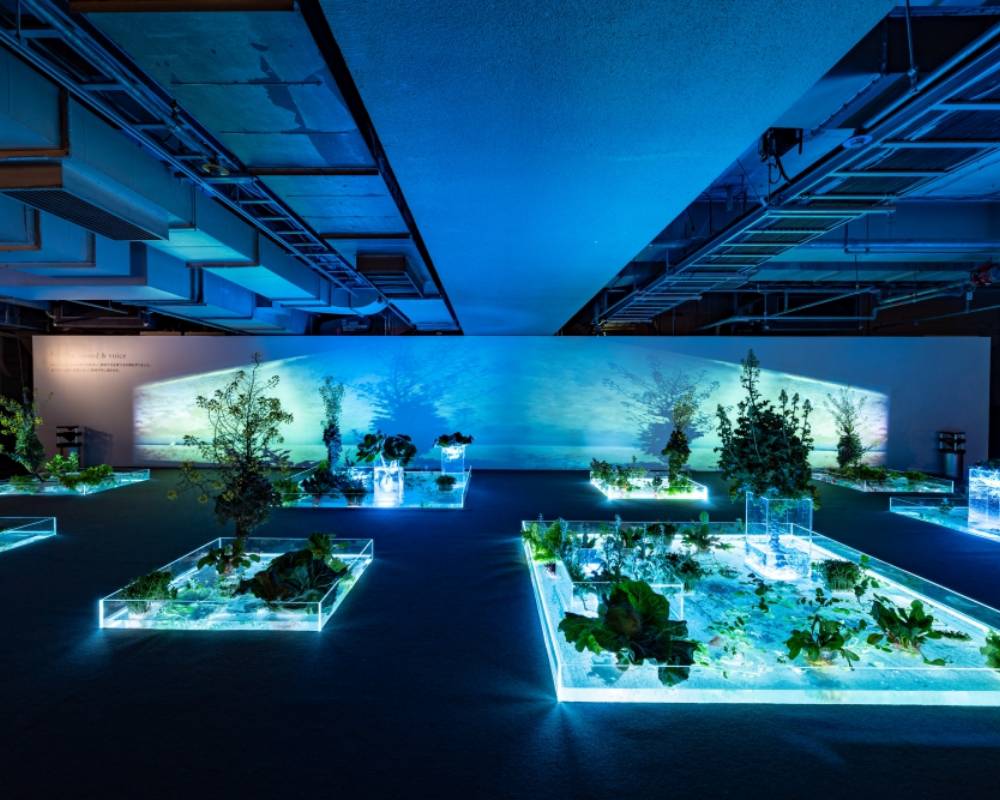 展示の様子。地下フロアで植物が栽培されている水槽の照明が、暗闇の空間全体をブルーに彩っている。