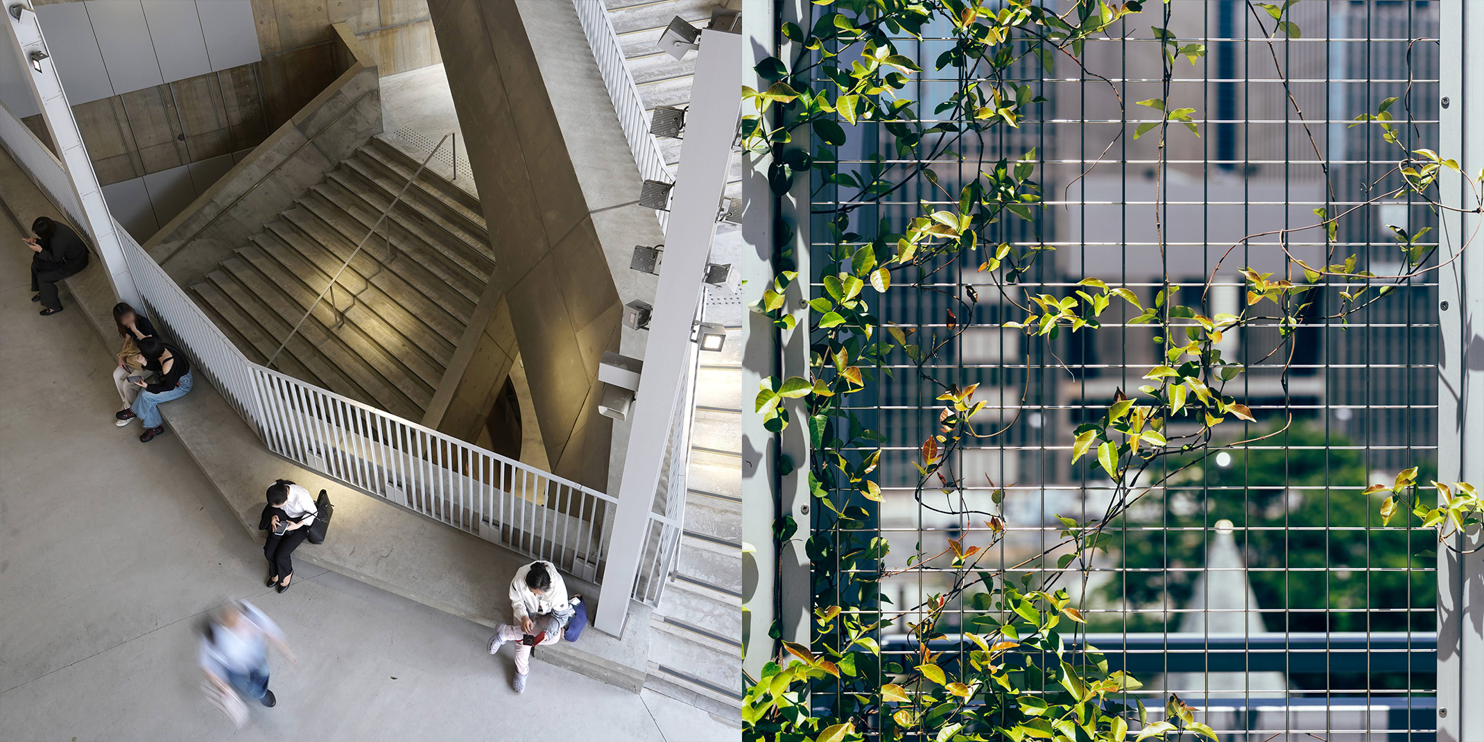コンクリートの吹き抜け階段を上から見下ろす光景と、金属格子に絡む緑のツタ。